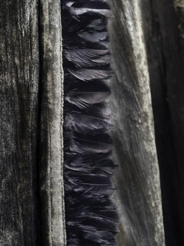 Feather-Black-Trim